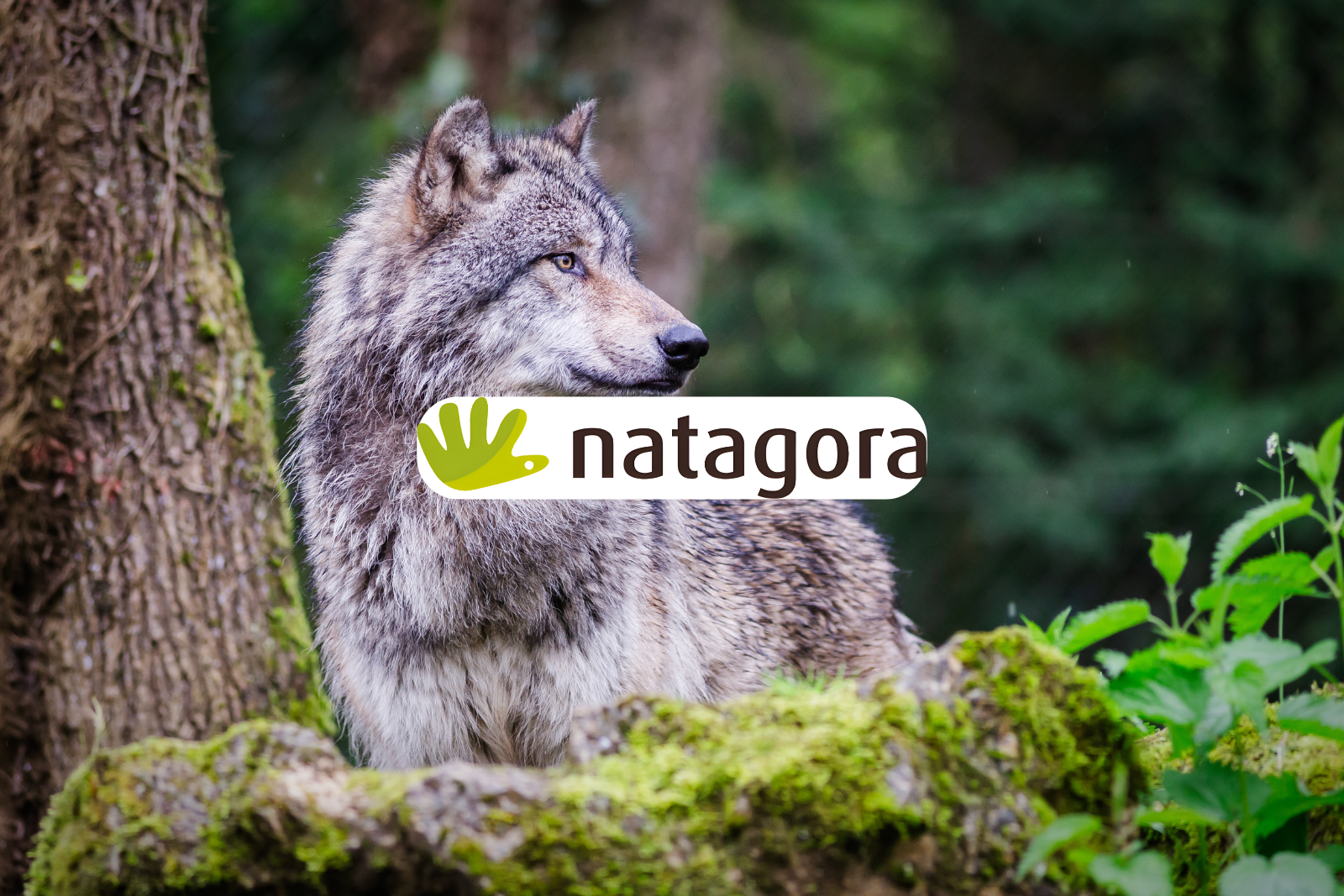 Natagora
